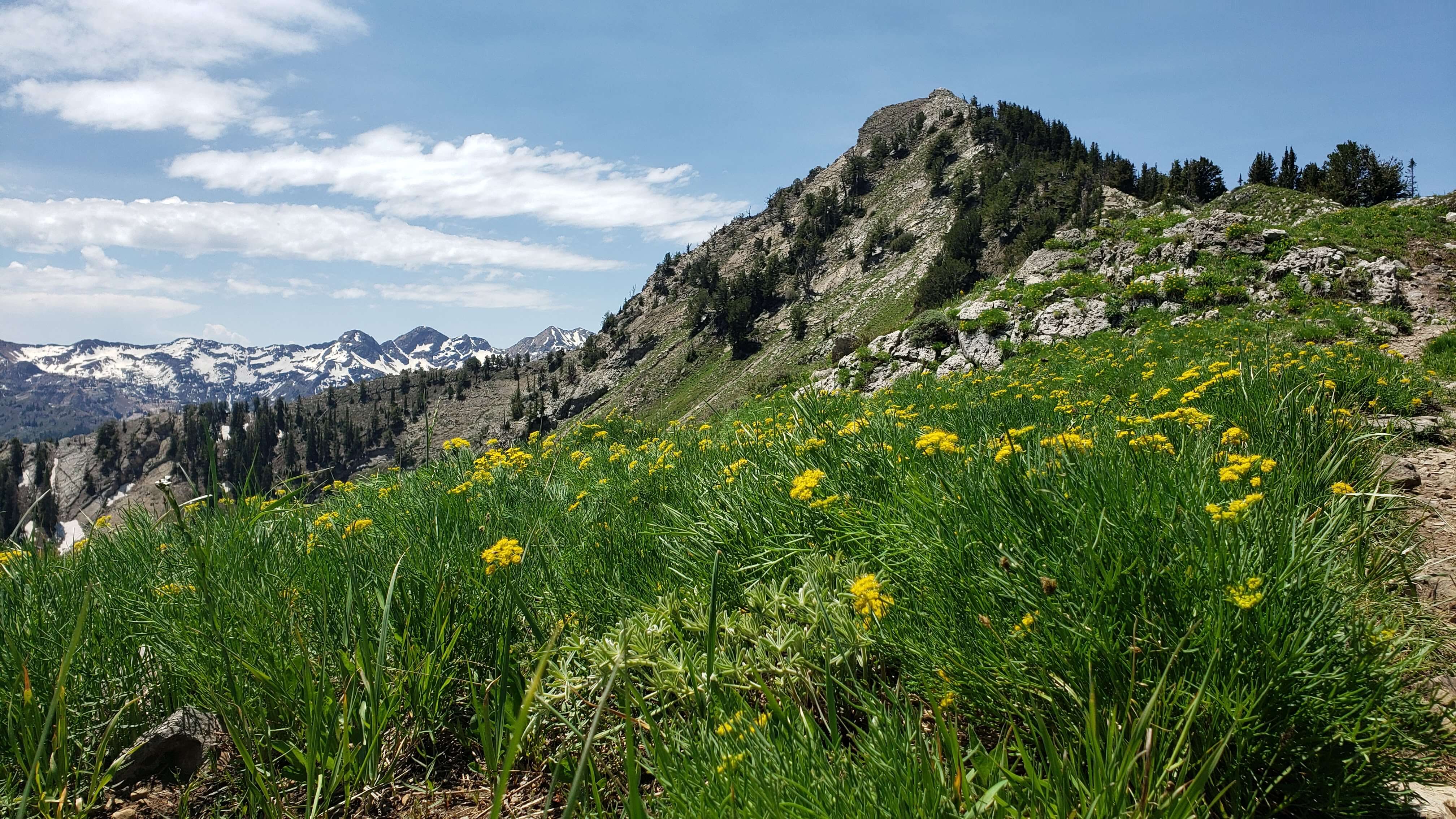 Mountain Meadow