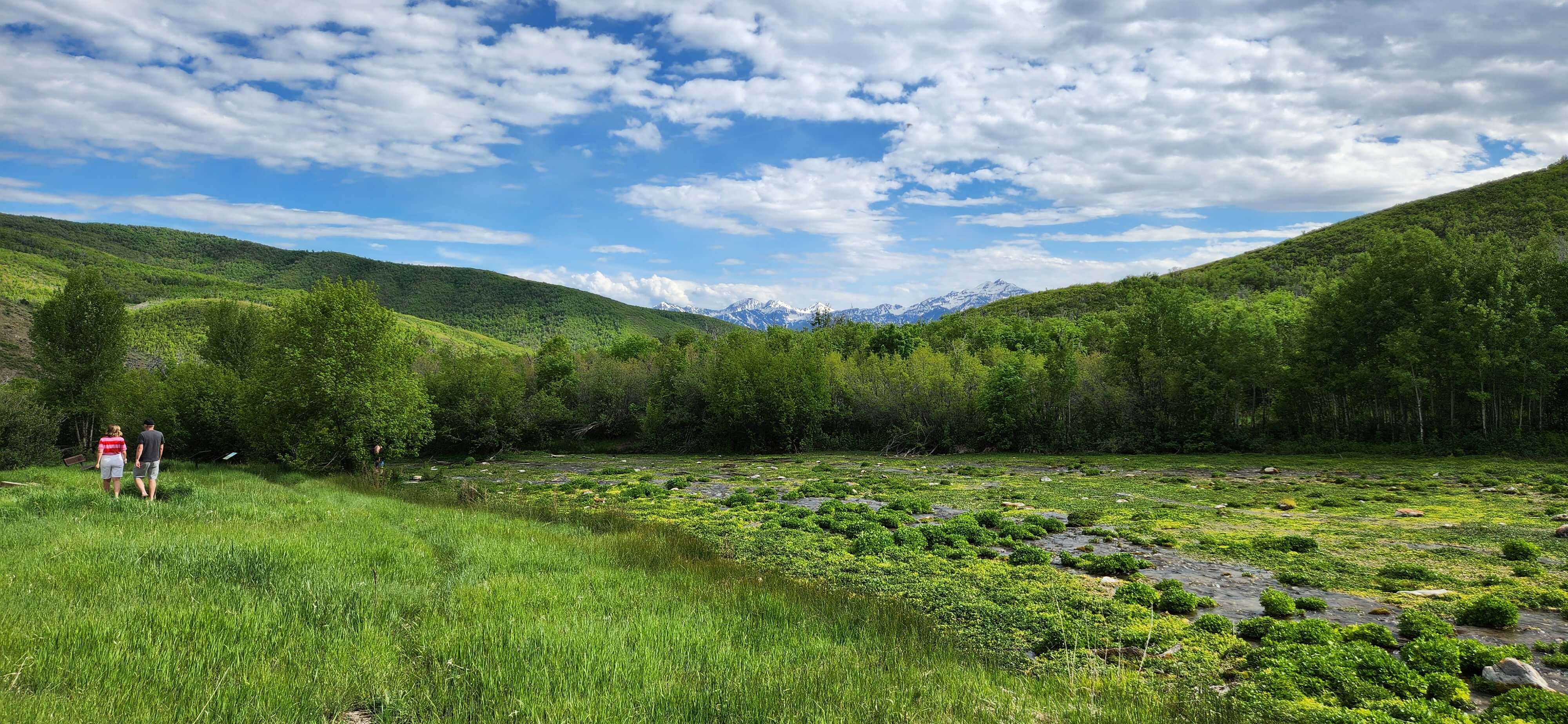 Cascade Meadow
