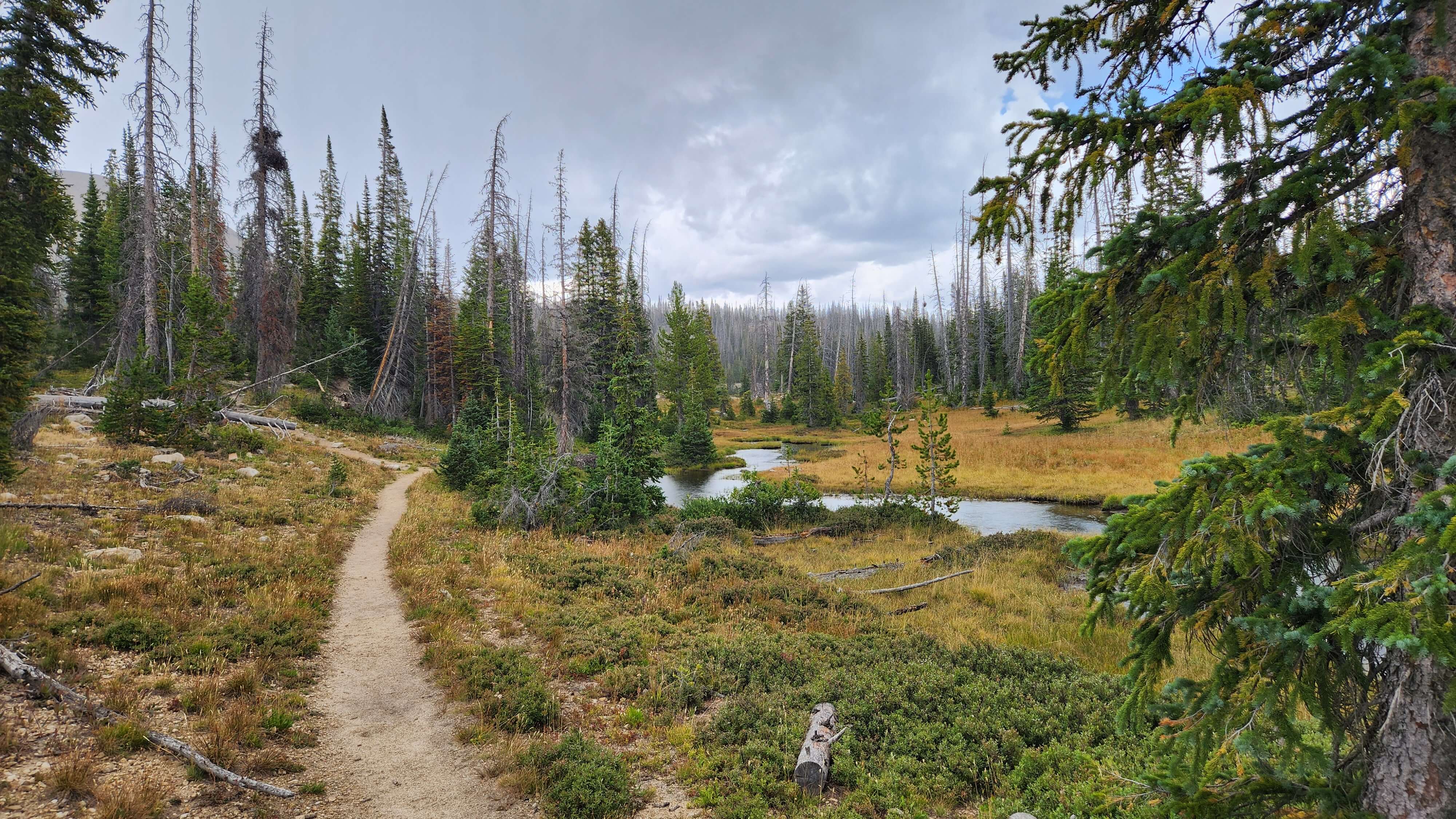 Uinta Meadow